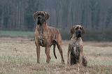DOGUE ALLEMAND 665